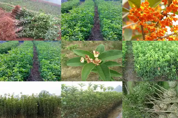你喜欢桂花吗为什么1684369270799