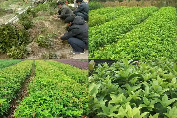 最喜欢桂花因为什么1684369308045