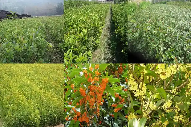 学校里的桂花可以摘吗1684369327284