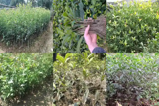 学校里的桂花可以摘吗1684369327331