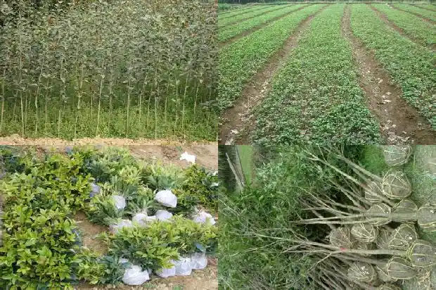 学校里的桂花可以摘吗1684369327377