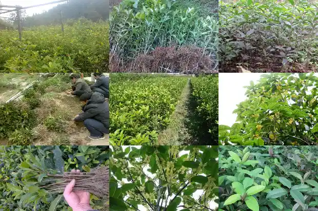 喜欢桂花树的原因是什么1684369346335
