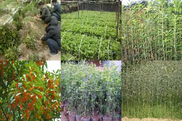 阳台上能种桂花树吗风水好吗1684369363720