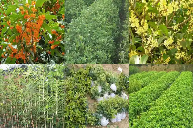 阳台上能种桂花树吗风水好吗1684369363766