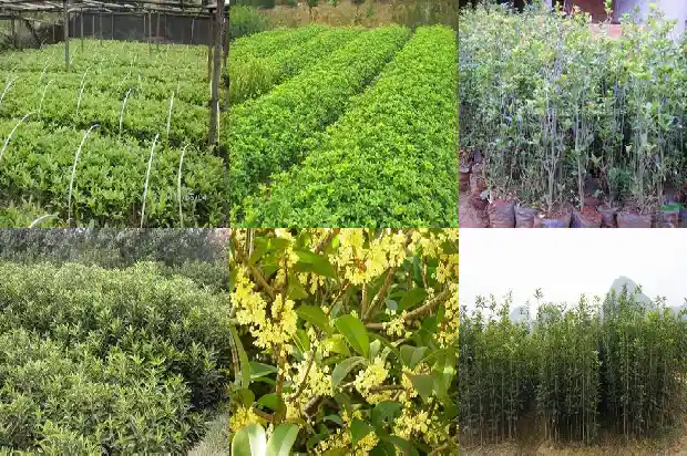 阳台上能种桂花树吗北方1684369378706