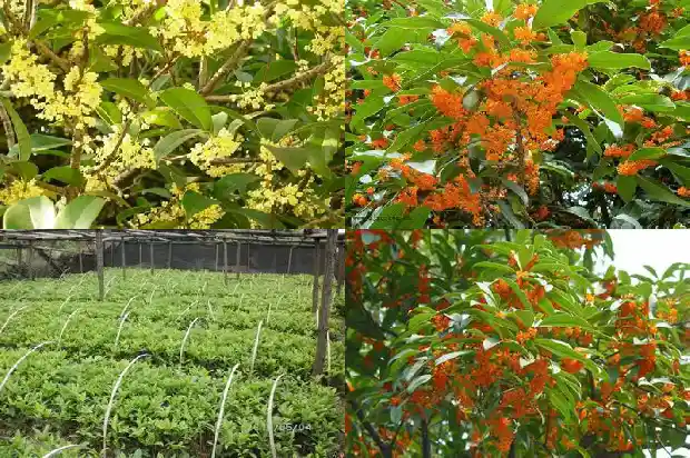 成都桂花最多的地方是哪里1690418254869