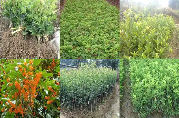 桂花为什么会苦涩1689121945122