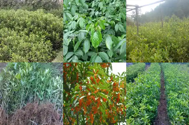 家里阳台能种桂花树吗北方风水1684369420081