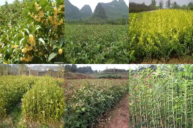 家里阳台可以种桂花树吗风水好吗1684369437383