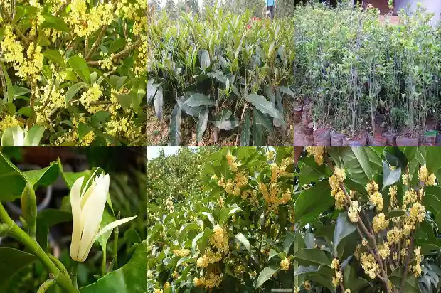阳台可以种桂花树吗北方1684369461134