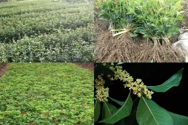 桂花树能种在阳台吗风水好吗1684369480186