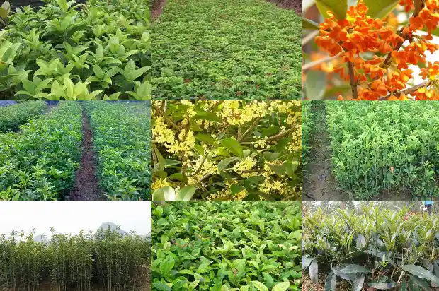 桂花树能种在阳台吗风水好吗1684369480233