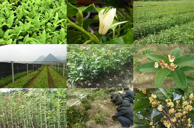 桂花树能种在阳台吗风水好吗1684369480281
