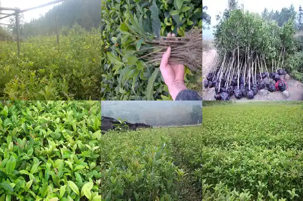 桂花树能种在阳台吗风水好吗1684369480327