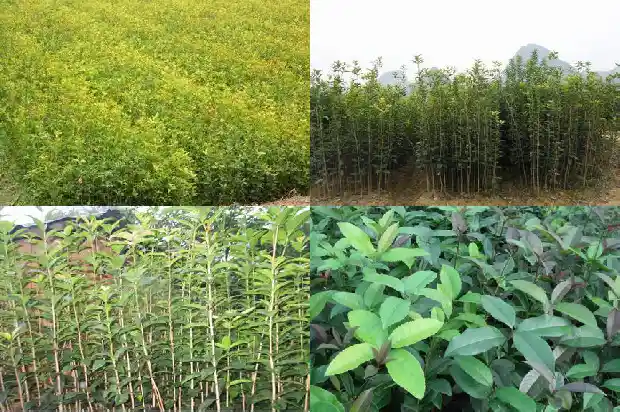 桂花树适合种在阳台吗1684369500125