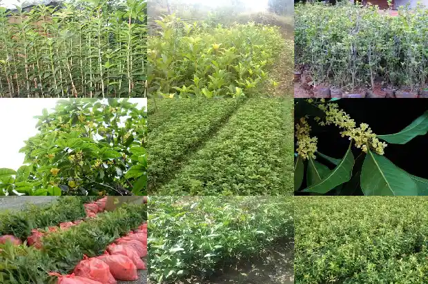 桂花树适合种在阳台吗1684369500173