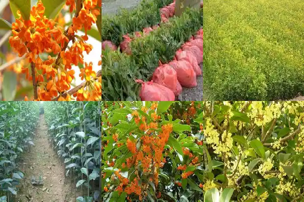 桂花种在阳台跟风水学影响吗?1684369516963