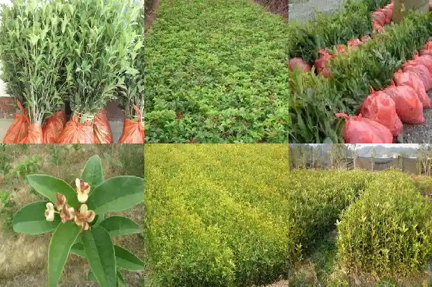 阳台适合种桂花树吗北方1684369531869