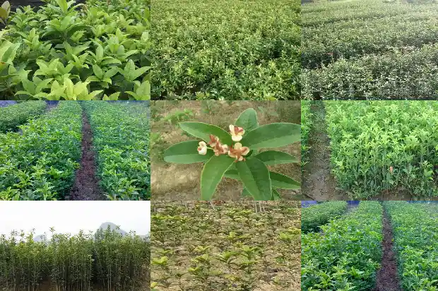 阳台适合种桂花树吗北方1684369531917
