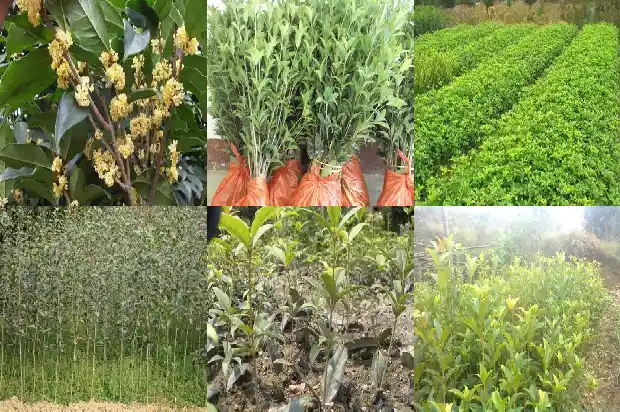 阳台适合种桂花树吗风水好吗1684369549078