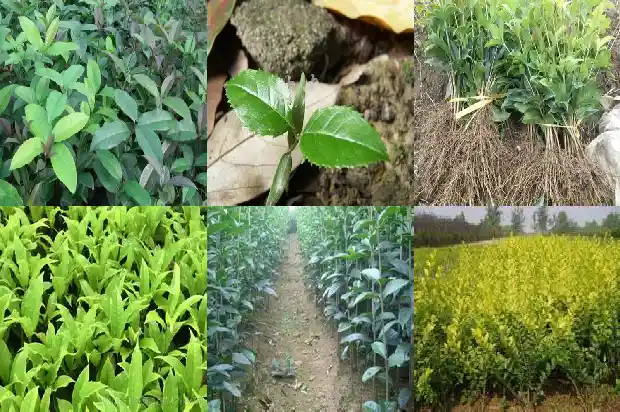 阳台适合种桂花树吗风水好吗1684369549126