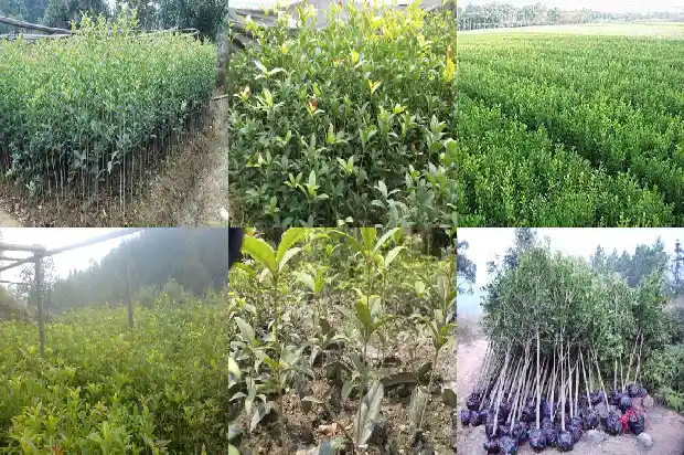 家里阳台种桂花树风水怎样好1684369676553