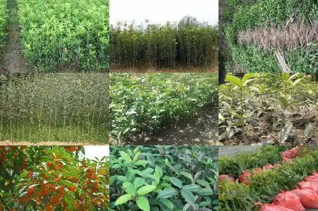 桂花树施肥时间在雨前好还是雨后好1689985977127