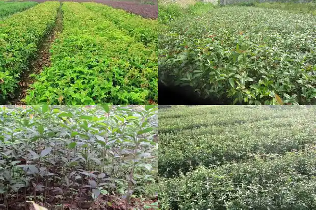 家里阳台种桂花树风水怎样好1684369676646