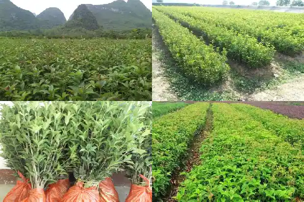 丁香桂花 拉稀1689035348347
