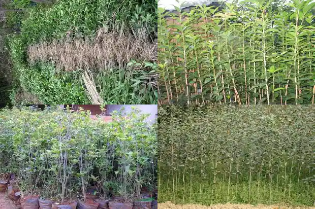 阳台放桂花树风水好吗1684369695708