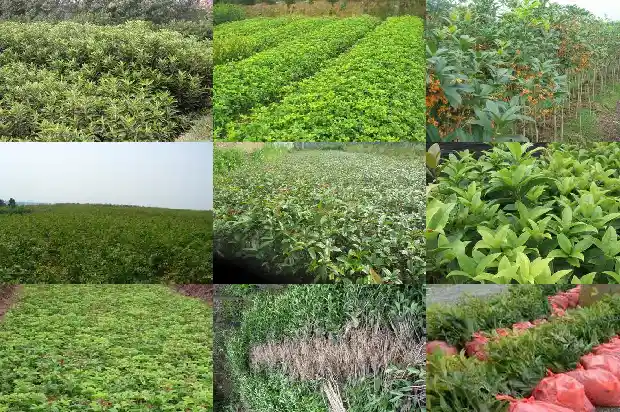 阳台放桂花树风水好吗1684369695756
