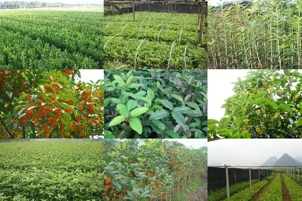 桂花树施肥用量多少克1690677411067
