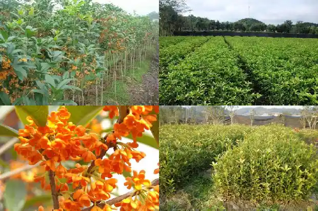 阳台种桂花好吗风水1684369710381