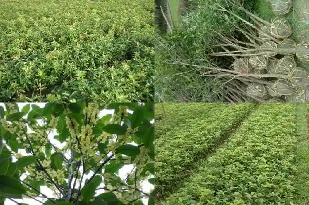 阳台种桂花好吗风水1684369710429