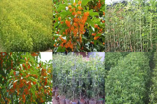 桂花树可以种在阳台吗?1684369730639