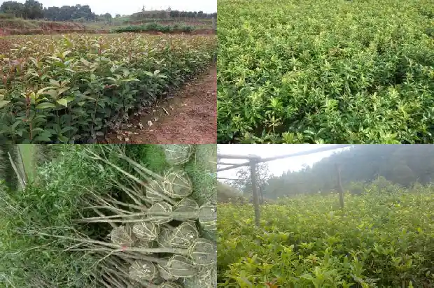 桂花树可以种在阳台吗?1684369730687