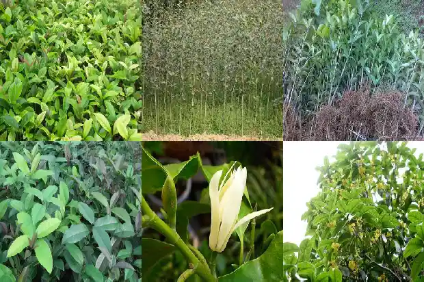 桂花树可以种在阳台吗?1684369730734