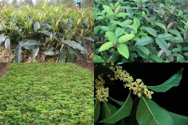 桂花树可以种在阳台吗?1684369730782