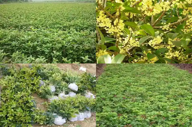 家里阳台种桂花树好吗风水好不好1684369750505