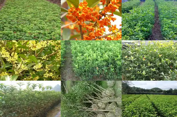 家里阳台种桂花树好吗风水好不好1684369750553