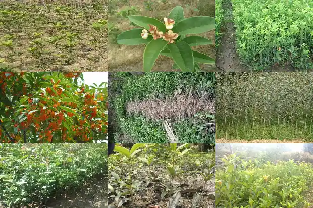家里阳台种桂花树好不好风水1684369767781