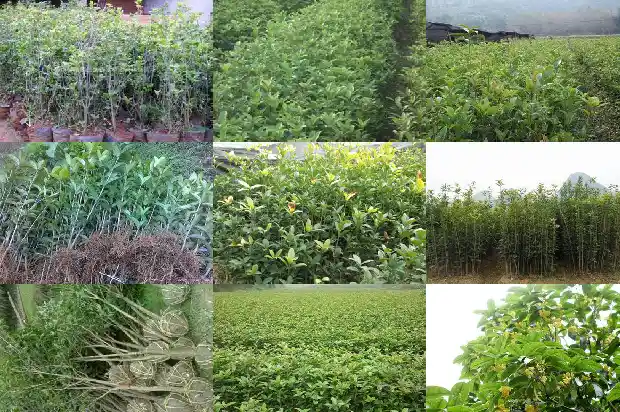 家里阳台种桂花树好不好风水1684369767829