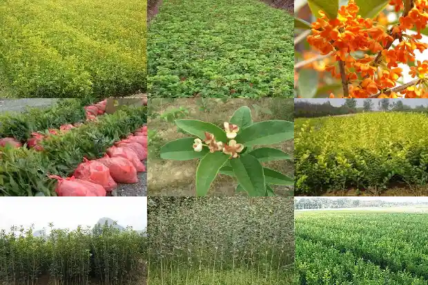 阳台养桂花树好不好1684369787323
