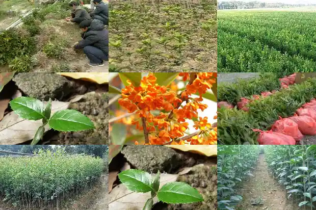 阳台上种桂花树好吗风水好吗1684369806313