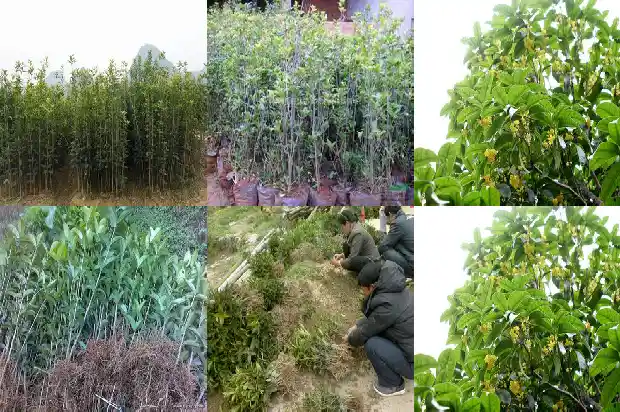 阳台上种桂花树好吗风水好吗1684369806361