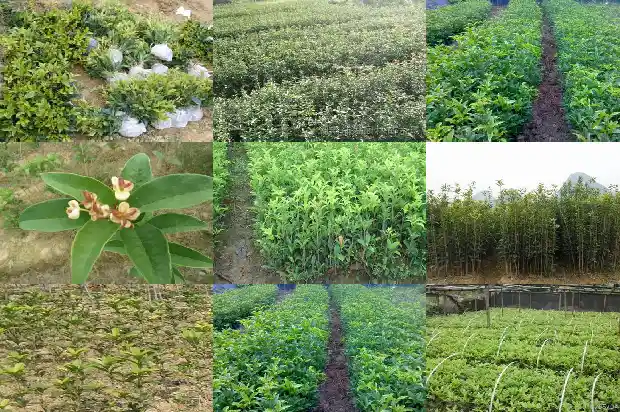阳台上种桂花树好吗风水好吗1684369806408