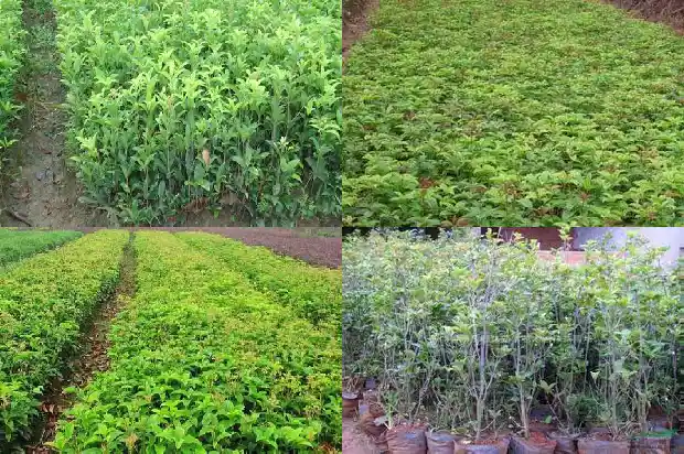 阳台能栽桂花树吗北方风水好吗1684369860766