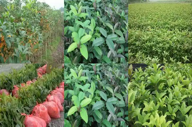 桂花树苗长粗怎么回事1690591253506