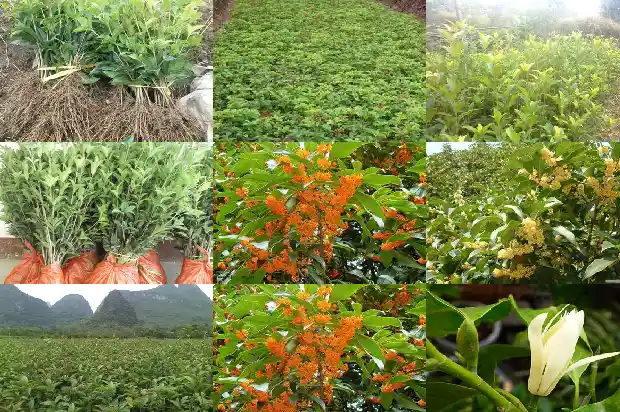 阳台能栽桂花树吗北方风水好吗1684369860857