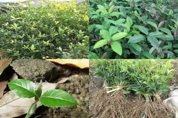 阳台能栽桂花树吗北方风水好吗1684369860902